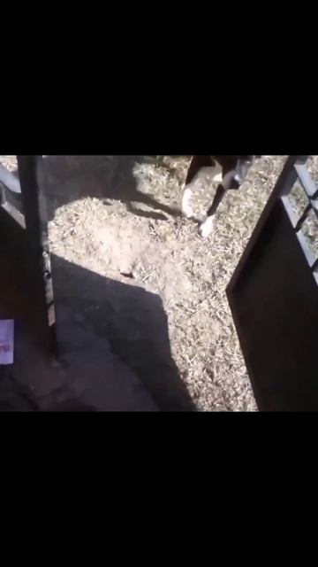 Бесстрашные коты #cats #pets #animals