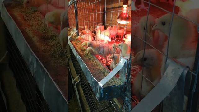 Жду вылупа индюшат и пару слов о бройлерах. смотреть онлайн