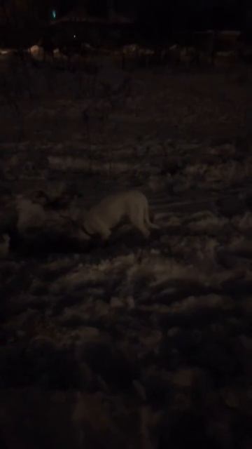 Большой ух))) наша альба смотреть онлайн