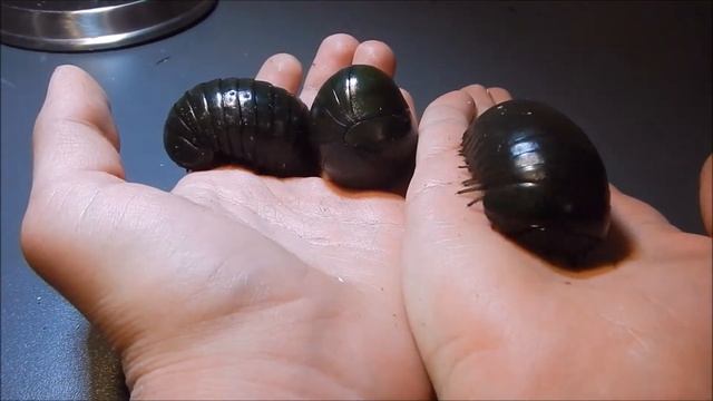 Giant green pill Millipede on my Hand ! | Grüne Riesenkugler auf meiner Hand ! смотреть онлайн