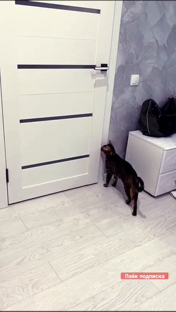 Умный котик смотреть онлайн