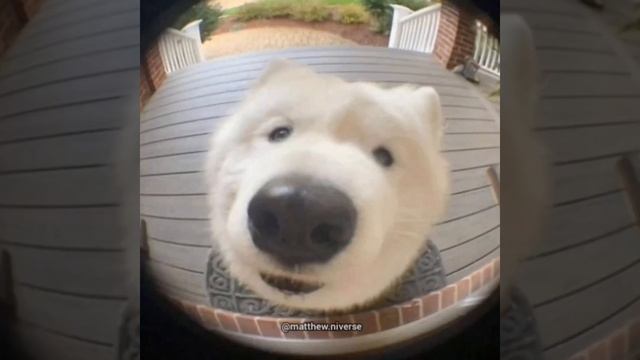 Singing Dog At Doorbell #shorts смотреть онлайн