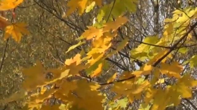 Золотая осень ( муз.Tuqyaqpy Muspuyniy ).avi смотреть онлайн