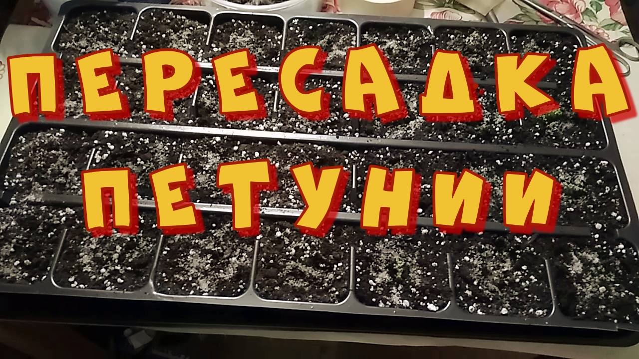 Пересаживаю петунии из торфяных таблеток в стаканчики.