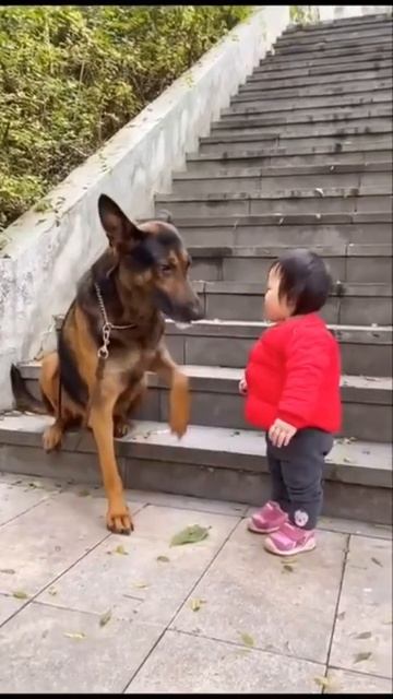 A dog guarding a small child 🐕🦺🚼 #shorts #fyp #viral #arabic #funnyshorts  #cutedog #cutebaby
