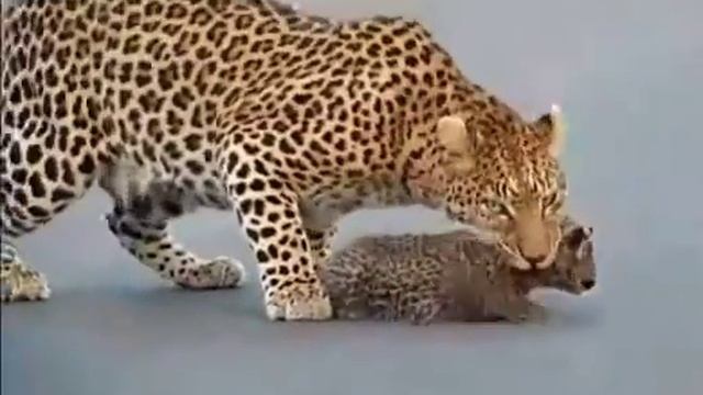 Самка леопарда с детёнышами на дороге смотреть онлайн