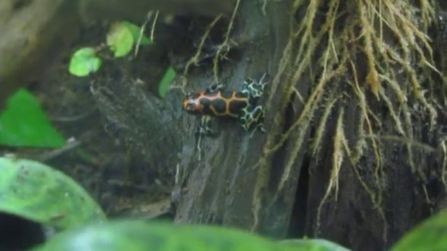 Ranitomeya Imitator "Chazuta" Hunting смотреть онлайн