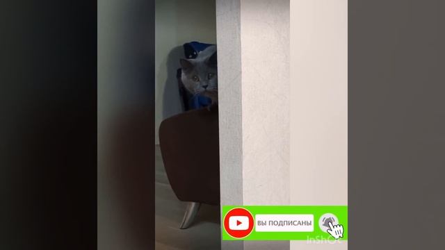 ПРИКОЛЫ С ЖИВОТНЫМИ ДО СЛЕЗ #7 Смешные коты 2021 | приколы с КОТАМИ и СОБАКАМИ смотреть онлайн