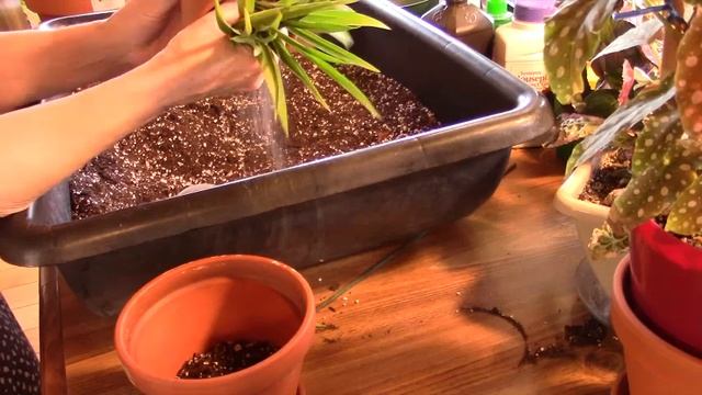 Repotting Purple Waffle, Begonia Maculata and more смотреть онлайн