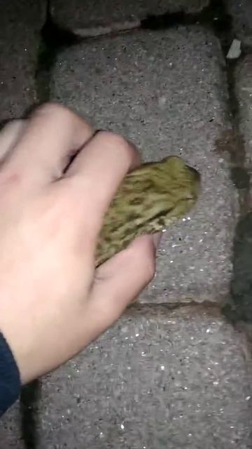 Жаба смотреть онлайн