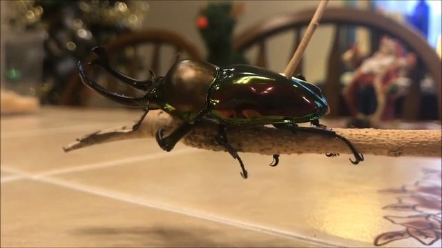 ニジイロクワガタが飛んだ！Flying Rainbow Stag Beetle! Phalacrognathus muelleri смотреть онлайн