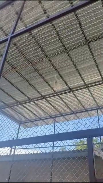 ИГРОВЫЕ Голуби Тасман. смотреть онлайн