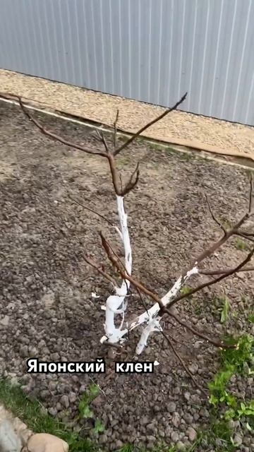 Японский клен смотреть онлайн