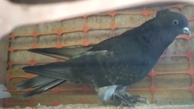 андижанские голуби смотреть онлайн