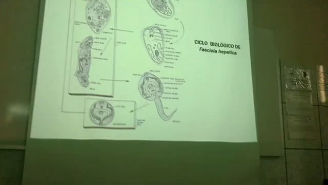 Parásitologia Labo 10 Paragonimiosis Y Faciolosi