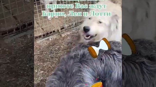 Щенки метисы терьера 10 месяцев в дар. Москва. Привезём. смотреть онлайн