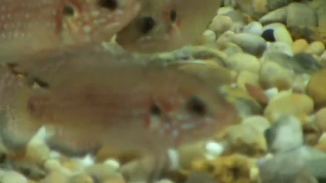 Hemichromis Lifalili ( Blood Red Jewel Cichlid ) at Tyne Valley Aquatics near Newcastle смотреть онлайн