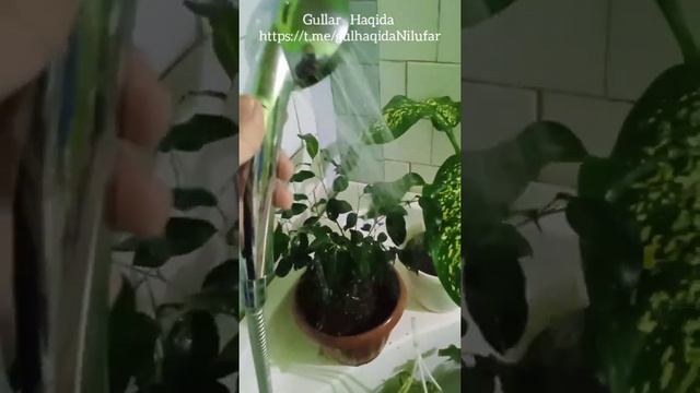 Хонаки гулларимиз учун очиқ душ яъни чўмилтириш хақида маълумотлар. смотреть онлайн