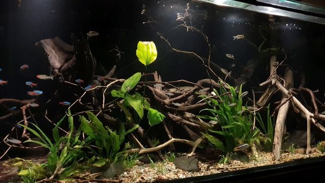 South American Biotope Aquarium - Peru - 450L смотреть онлайн