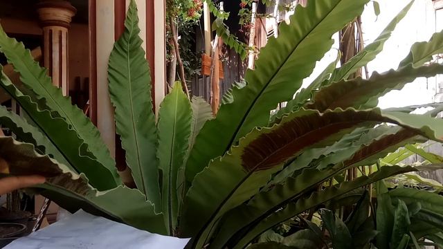 CARA MUDAH Memperbanyak Kadaka / Paku Sarang Burung (asplenium Nidus) смотреть онлайн