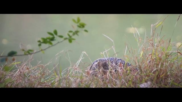 Monitor lizard: Come over HIA! смотреть онлайн