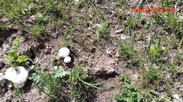 Табиати турмандараТабиати зебо 28 04 2023 смотреть онлайн