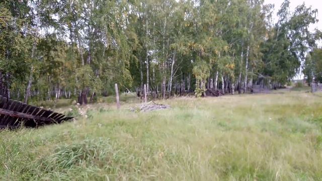 Осеннее утро, повстречали Трампа. смотреть онлайн