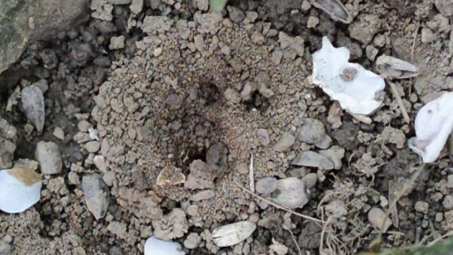 Lasioglossum sp. digging a nest in Botevgrad, Bulgaria. Part 2 смотреть онлайн