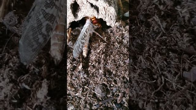 Scolopendra sp. Red Giant Feeding смотреть онлайн