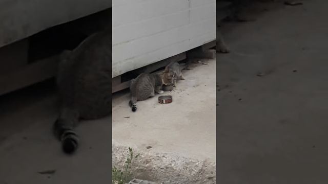 котятам срочно нужна передержка смотреть онлайн