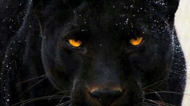 Yo soy de barrio La Pantera negra ft.Raco 956 El Capitan del barco con else los cortes Elevados смотреть онлайн