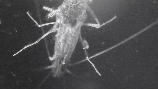 Berried Opae Ula Cleaning Eggs - "X-Ray" to see claws clearer смотреть онлайн