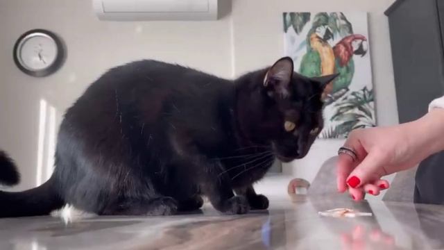 Ох как он не любит когда ему пальцем 😸 смотреть онлайн