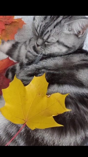 у Пельшки была осенняя фотосессия 🍁🍂📷 смотреть онлайн