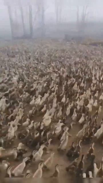 Великий армии против саранча. смотреть онлайн