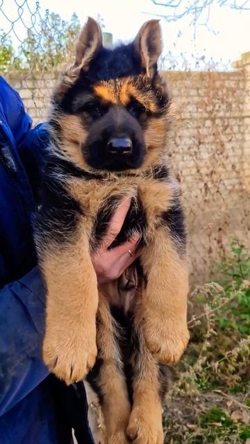 МЕДВЕЖОНОК ГРИЗЛИ. Щенок Немецкой овчарки Одесса. 1.5 месяцев. смотреть онлайн