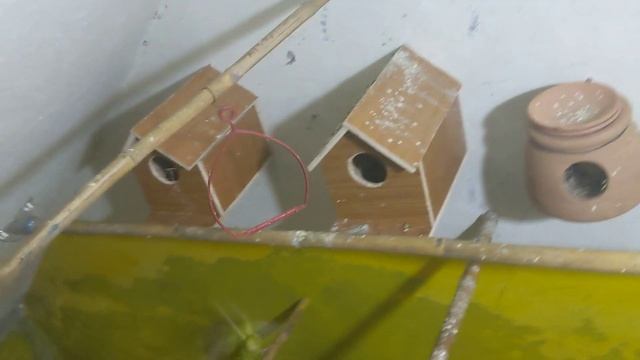 SUB BUDGIE NY ANDY DY DEAY | AUSTRALIAN PARROT смотреть онлайн