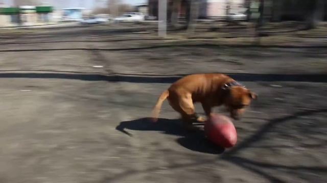 Стаффи Ханик смотреть онлайн