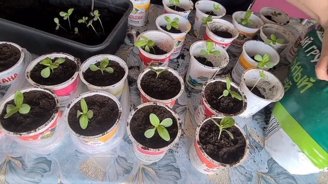 Пикировка циннии. Выращивание. Рассада циннии. Цинния изящная Изабелина