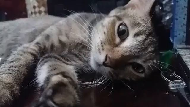 staring contest with cat | cat video смотреть онлайн