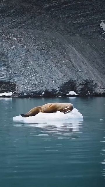 Walrus, ice floe, snow, arctic, fur seal смотреть онлайн