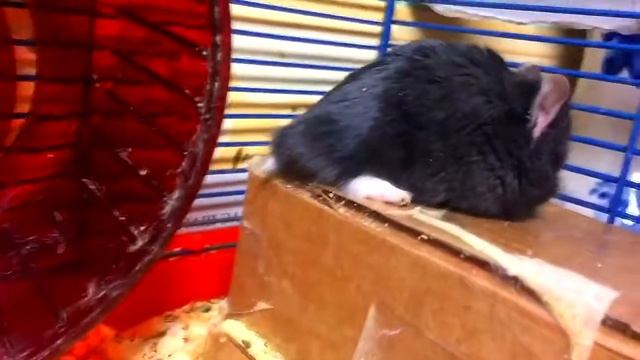 Hamsters Хомяки Два веселых хомячка смотреть онлайн