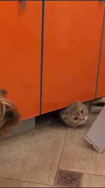 #shorts 🐈«БАРС БЕСПРЕДЕЛЬЩИК»🐈/ Шотландский вислоухий кот/Котики собачки/ Смешные животные. смотреть онлайн