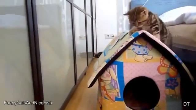 Эти забавные животные смотреть онлайн
