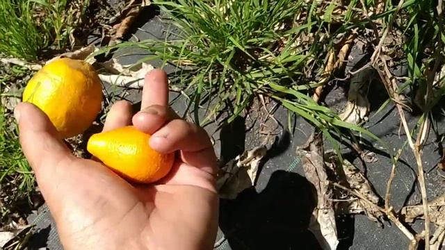 Orangequat or Mandarinquat смотреть онлайн