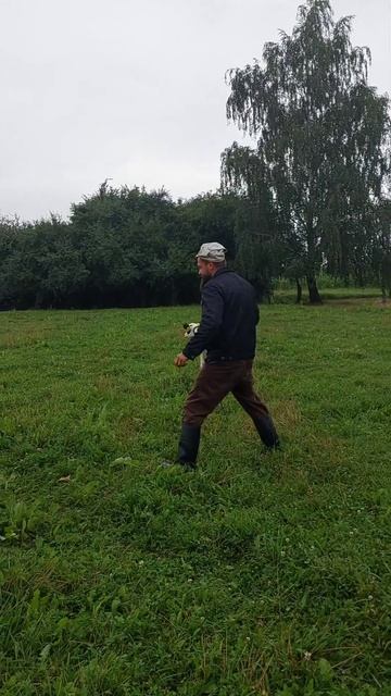 Озорная Белка 🐄. Маленькая,да удаленькая #жизньвдеревне #подсобноехозяйство #коровы #телята #молоко смотреть онлайн