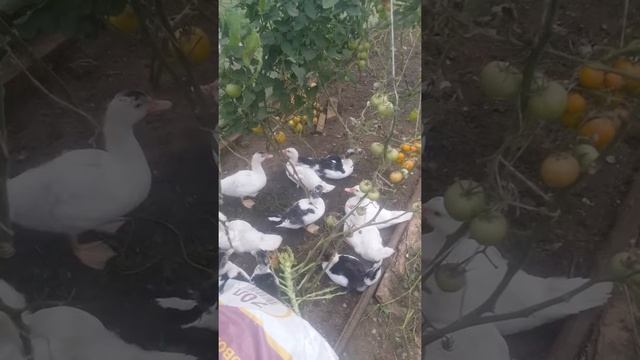 29 сентября. Утята в теплице смотреть онлайн