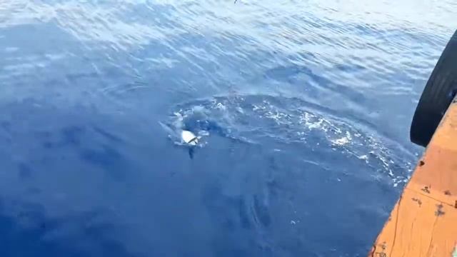 umpan RAPALA MAGNUM Strike cakalang di laut GuruteeHD 2019 смотреть онлайн