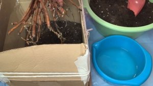 Весенняя посадка древовидного пиона из коробки