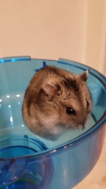 Russian Dwarf Hamster Cleaning Washing Herself Хомяк умывается смотреть онлайн